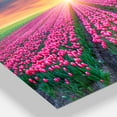 thumbnail image 4 of Designart 'Blooming Tulips at Sunrise ' Multipanel Photography Metal Wall Art, 4 of 5