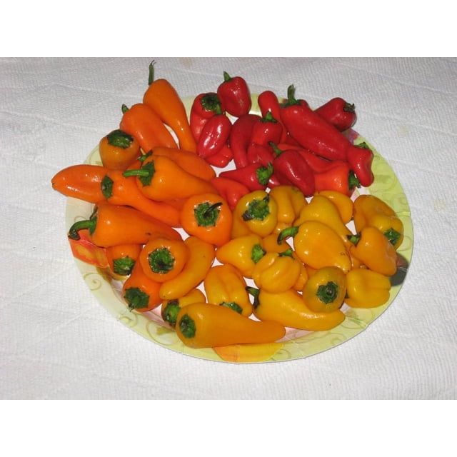 GSDWIUEW Graines de MINI Poivron Rouge, Jaune, ORANGE les Plus Sucrées (20 Graines) Fraise Sucrée