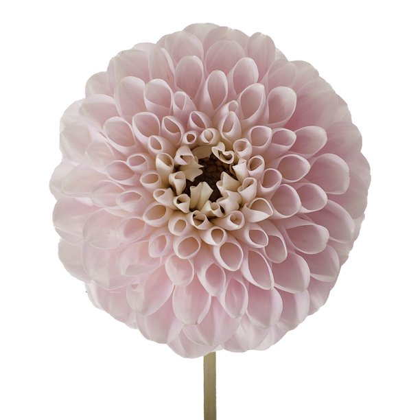 Light Pink Dahlias Fresh Cut 80 Stems