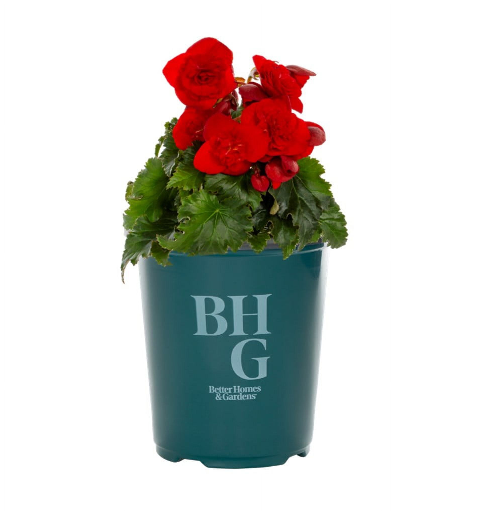 Better Homes & Gardens 1.5PT Red Begonia Live Annual Plant Shade 5-Pack