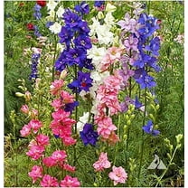 Larkspur Seeds - Wild Delphinium Mixed Colors - 4' Tall