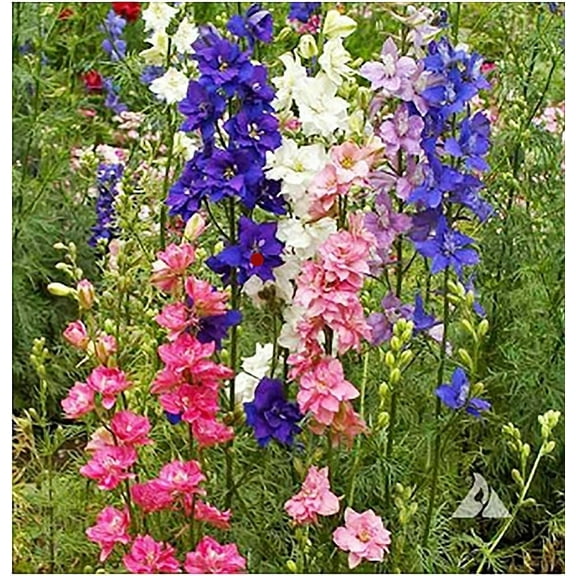 Larkspur Seeds - Wild Delphinium Mixed Colors - 4' Tall