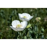 250 Seeds PERSIAN WHITE POPPY Papaver Somniferum Flower Seeds - Walmart.com
