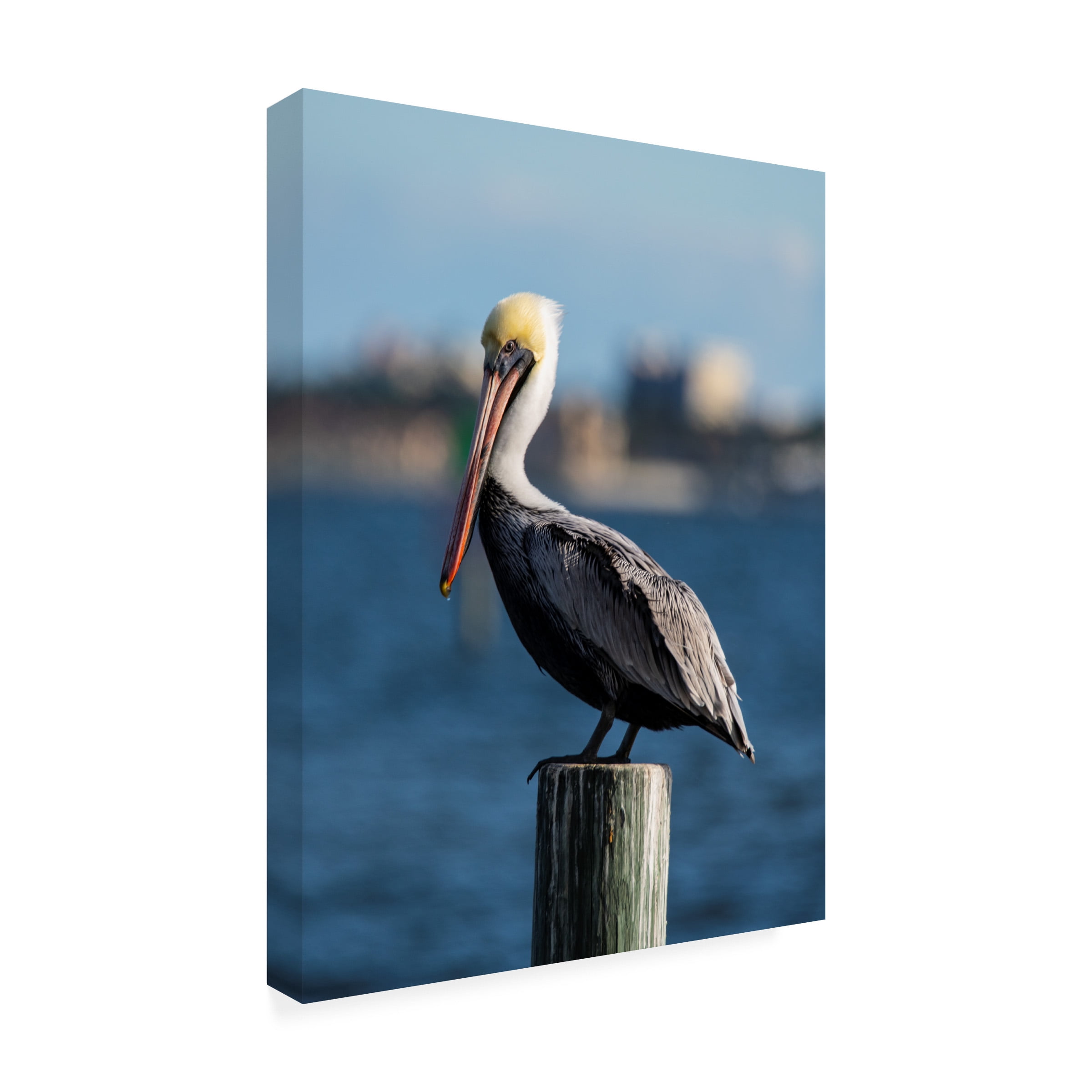 Robert Michaud 'Brown Pelican 2' Canvas Art