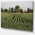 thumbnail image 2 of Wisconsin Soybean Field Rows - Landscape Canvas Art Print, 2 of 4