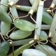 thumbnail image 3 of Jade Stone Roller Dispositivo de belleza facial antiarrugas Body Neck Masajeador adelgazante Tmvgtek Para estrenar, 3 of 5