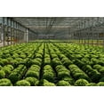 thumbnail image 5 of Expert Gardener 1.5G Orange Purple Yellow Mum Live Plant Hanging Basket Full Sun, 5 of 7