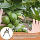 thumbnail image 3 of Garden Scissors 215mm Sk5 Steel Plant Scissors Premium Pruning Shears With Wooden Handle Gardening Tool For Cutting Branches Plants And Flowers., 3 of 5