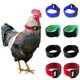 thumbnail image 1 of Collar de pollo de textura suave, anticanto de gallo, ajustable, antigancho, suministros para aves de corral, 1 of 4