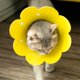 thumbnail image 3 of 3 piezas de collar de recuperación para gatos, conos de protección para gatos, cono de girasol para gatos, antilamidos (rosa, naranja, amarillo) (S), 3 of 5