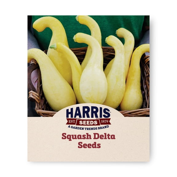 Harris Seeds Delta F1 Summer Squash, Yellow Semi Crookneck Squash, Treated, 25 Count