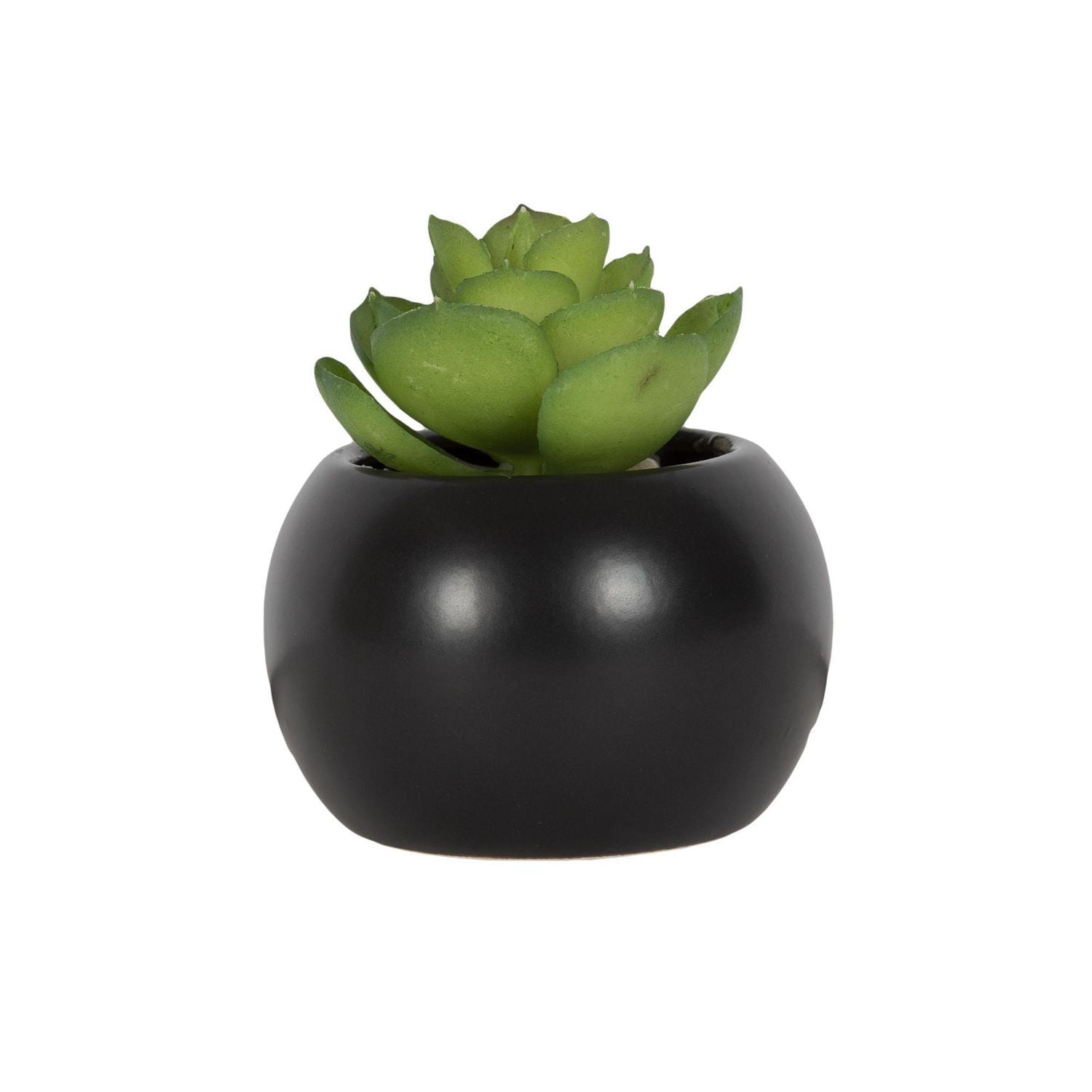 Mantu Succulent with Black Round Pot