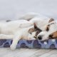 thumbnail image 2 of 2pcs Pet Dog Cat Sleep Blanket Mat Bed Nest Pad Cushion Warm Mattress Bed, 2 of 4
