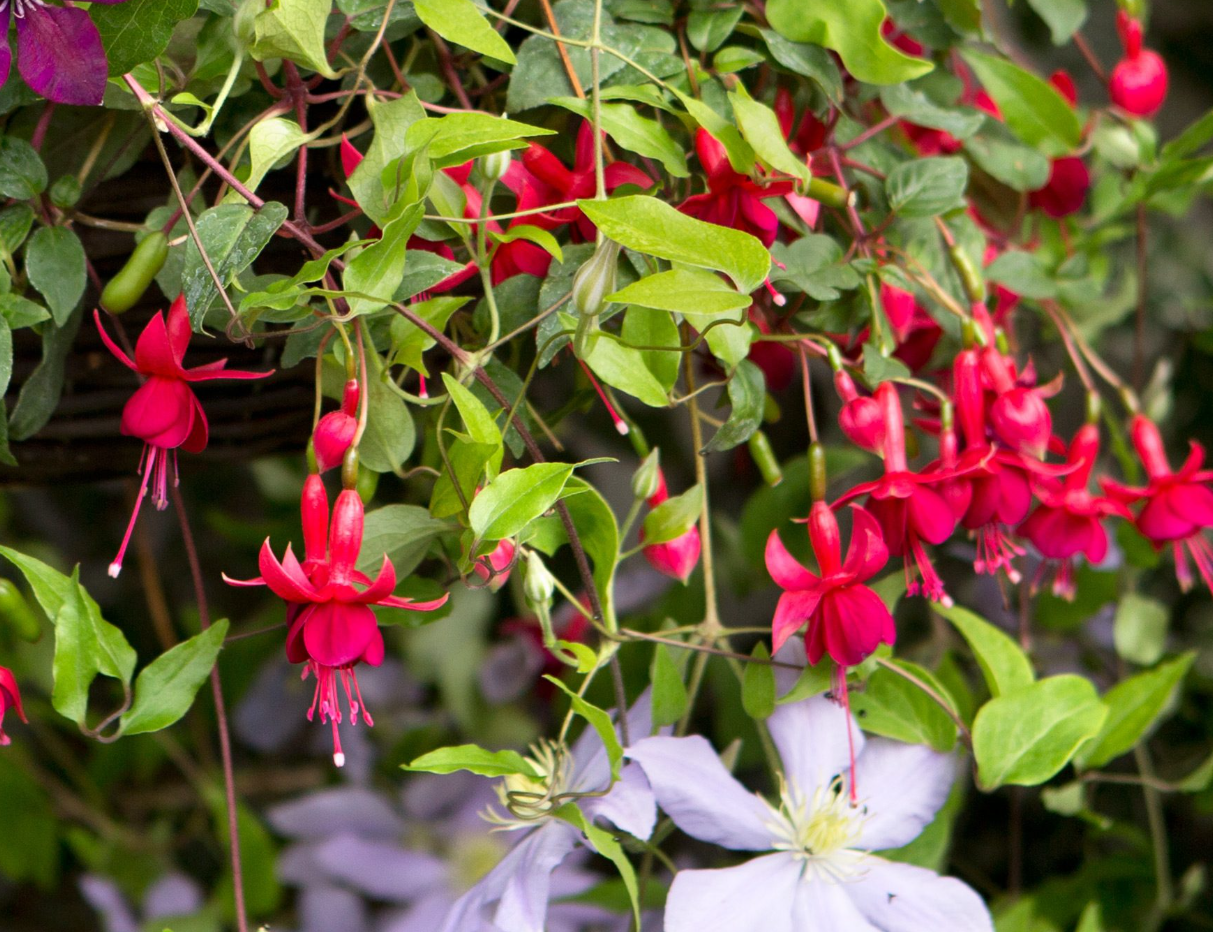 Fuchsia Marinka Plant Live in 4-6 Inc Tall, Hanging Basket Flower, Hardy Red Fuchsia Vine for Shade Gardens, USDA Zones 8-11