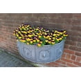 thumbnail image 3 of Seedville 50 Dark Jonny Jump Up Viola Tricolor Flower Seeds, 3 of 8