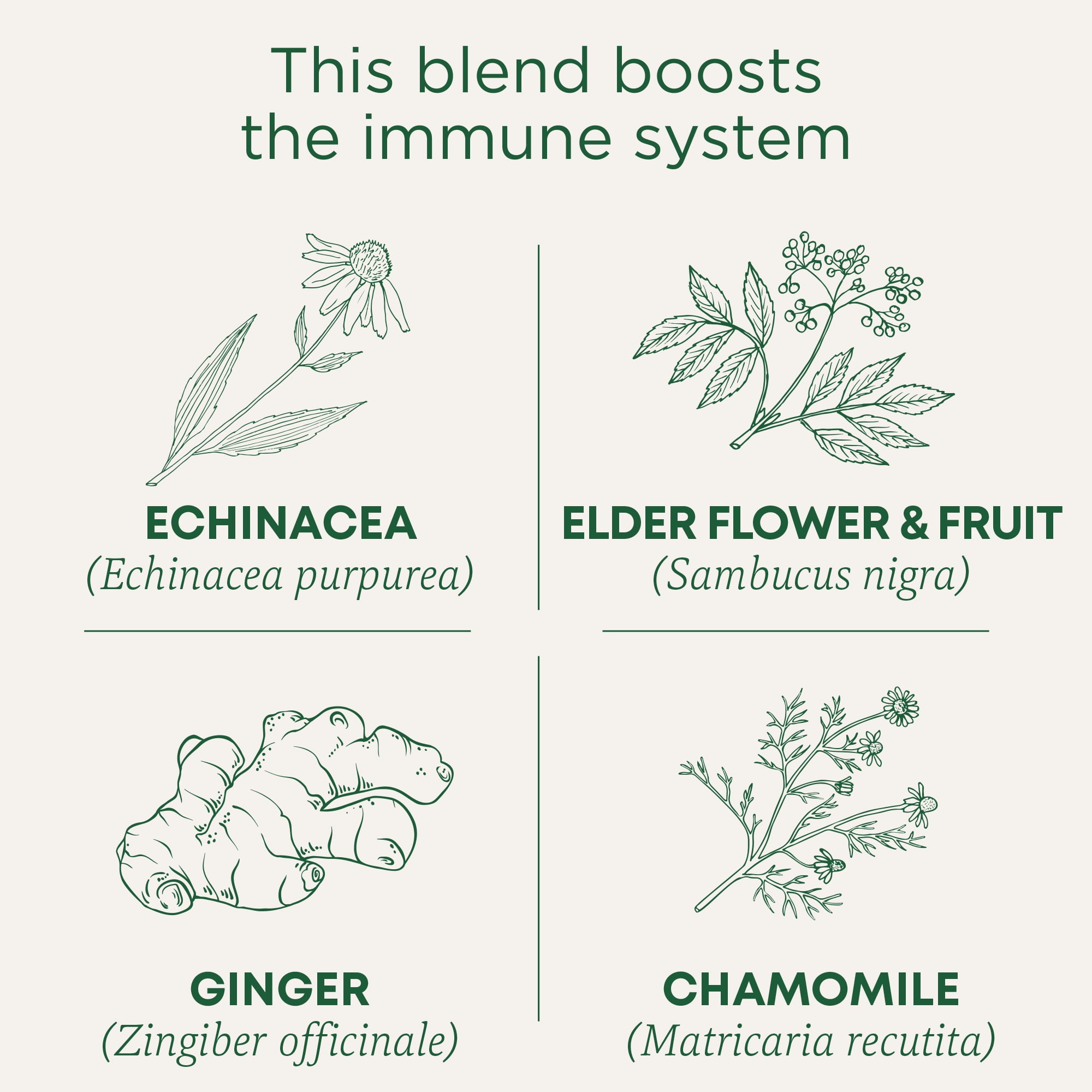 (6 pack) Traditional Medicinals, Organic Echinacea Plus Elderberry, Tea Bags, 16 Ct