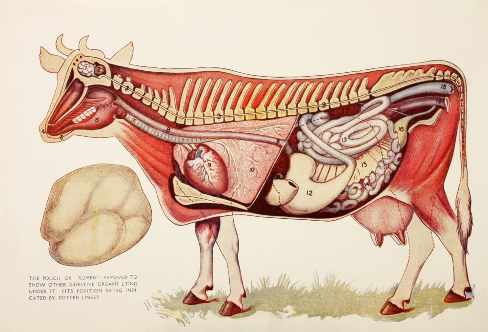 Internal Organs Of A Cow Withn The Rumen Illustrated To One Side To Reveal Other Digestive Organs Beneath It From Virtues Household Physician Published London 1924 Canvas Art - Ken Welsh Design Pics
