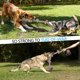 thumbnail image 3 of Xxl Cuerdas De Juguetes Para Perros Grandes Para Masticadores Agresivos,Cuerda De Algodón Casi Indestructible De 5 Nudos Para Razas Grandes,Juguetes Masticables Para Perros De Alta Resistencia Pa, 3 of 5