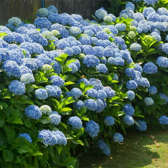 Brighter Blooms - Nikko Blue Hydrangea, 1 Quart - No Shipping to AK, AZ, HI