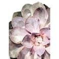 thumbnail image 3 of Artographie Studio 14x18 Black Modern Framed Museum Art Print Titled - Succulent Plant 04, 3 of 5