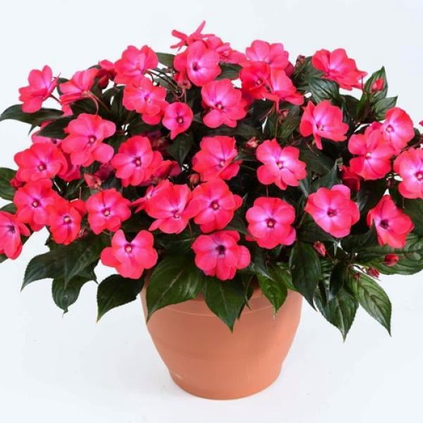 Sol Luna Electric Pink' New Guinea Impatiens  8" Pot