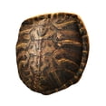 thumbnail image 4 of Cojín de concha de tortuga jinwen usable, 4 of 8
