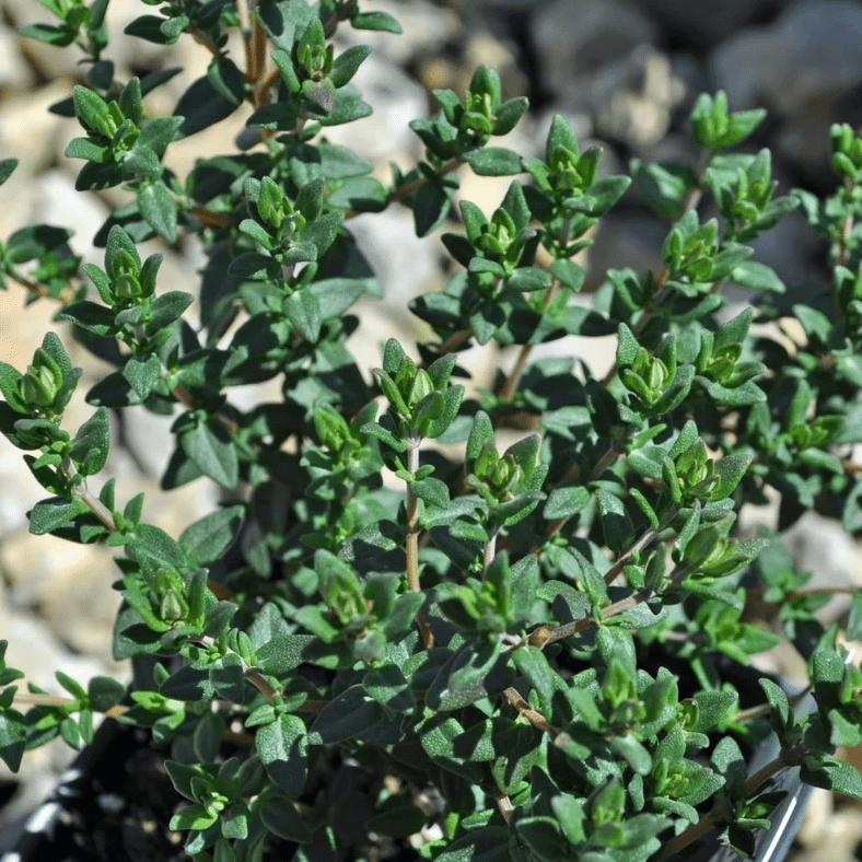 Set of 2 French Thyme Live Herb Plants, 3-4 Inch Tall, Aromatic Culinary Herb for Indoor Outdoor Garden & Kitchen, No Pot