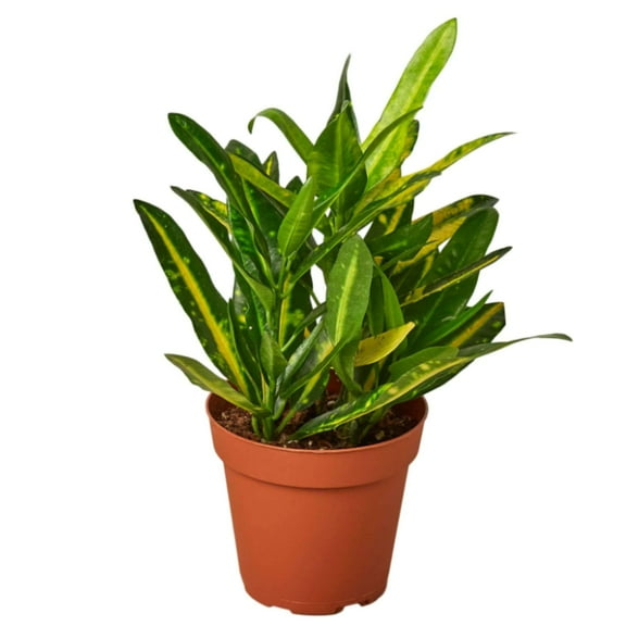 Croton Sunny Star Live Plant for Indoor | Different Houseplants in 4'' & 6'' Pot | Real House Plant for Living Room, Office, Desk & Bathroom | Sunny Star |  Codiadeum variegatum