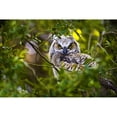 thumbnail image 2 of Posterazzi DPI1832669LARGE Great Horned Owlet Poster Print, Large - 36 x 24, 2 of 4