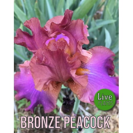 - 2003 Aitken - Bronze Peacock - Tall Bearded Iris Rhizome (1 Rhizome)