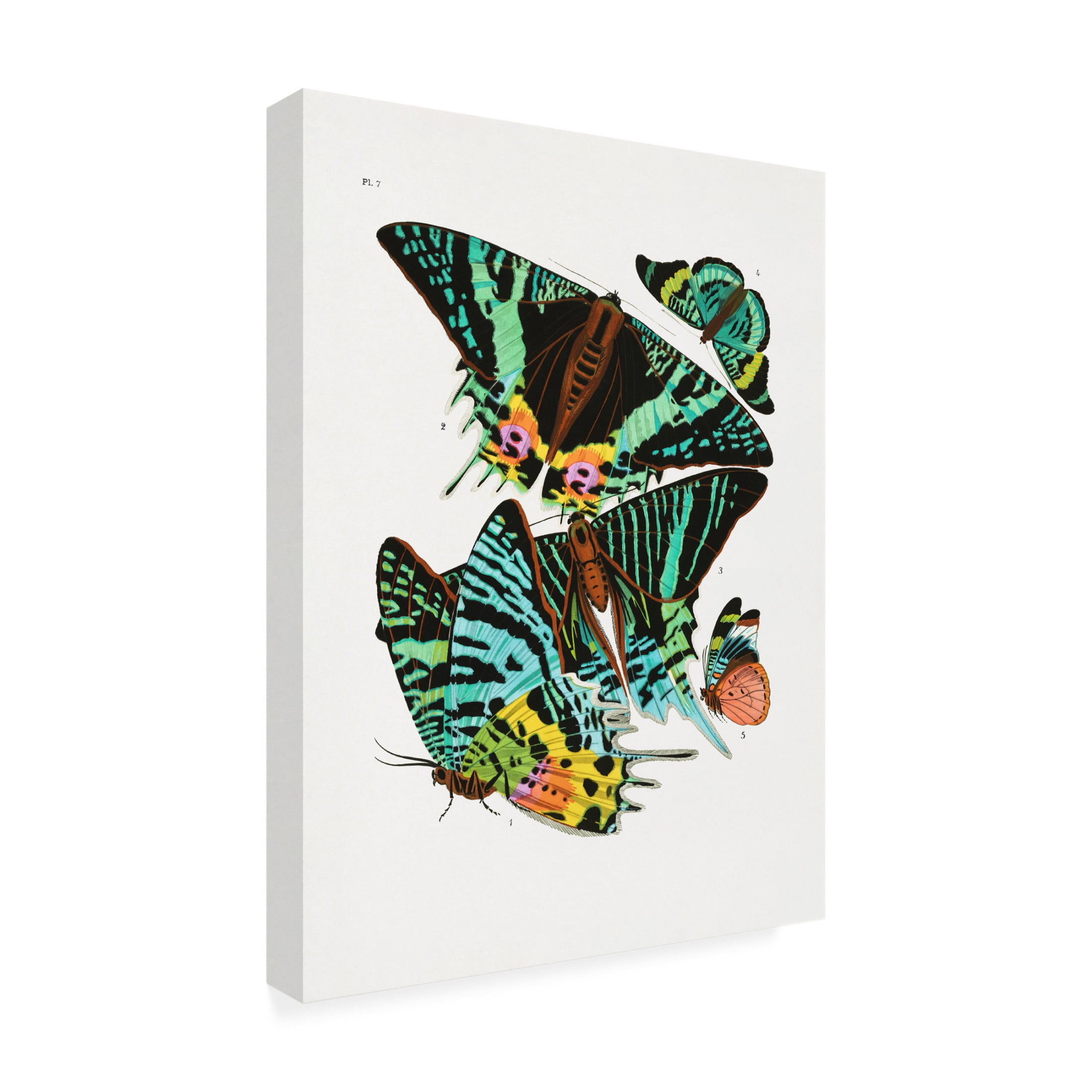 Trademark Fine Art Pictufy Butterflies 3 Canvas Wall Art