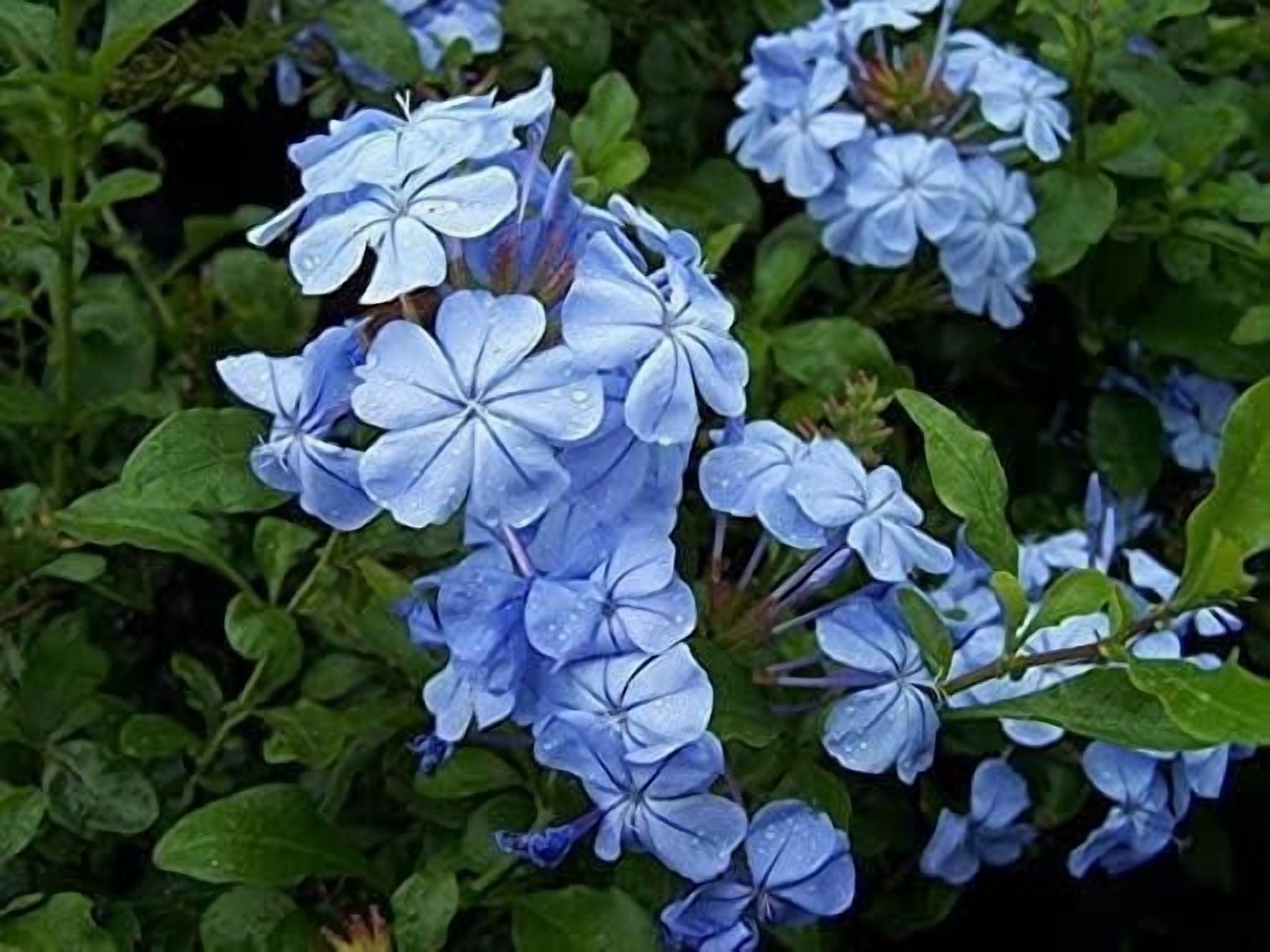 Plumbago Imperial Blue Plants  3 Live Seedlings  Plumbago Auriculata  Perfect for Bright Garden Displays  Hardy & Low Maintenance