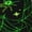 2 Black-2, variant on Women Crew Soft Moisture-wicking Socks Green Bright Web with Spiders Pattern Design Cotton Socks, One Size fit All
