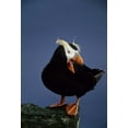 thumbnail image 2 of Williams, Joanne 11x14 White Modern Wood Framed Museum Art Print Titled - AK, Pribilof Islands Lone puffin on rock ledge, 2 of 4