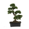 thumbnail image 1 of Cedar Bonsai 24" Silk Plant, 1 of 5