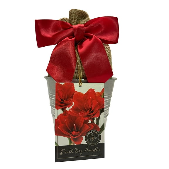 Amaryllis Holiday Gift Growing Kit, Includes an Rustic Tin Pot, Double King Bulb, and Professional Growing Medium!!