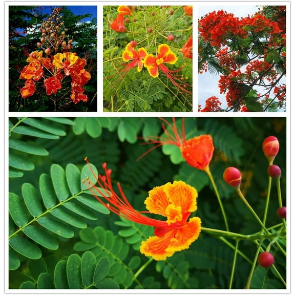 Red Bird of Paradise Flower Seeds for Planting (15 Seeds) - Caesalpinia pulcherrima - Peacock Flower