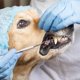 thumbnail image 4 of Manchas de dientes para mascotas, eliminador de sarro y cálculo Dental, herramientas de limpieza de cavidad bucal para perros y gatos, 4 of 10