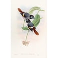 thumbnail image 3 of John Gould 11x14 Black Modern Framed Museum Art Print Titled - Steere's Broadbill (1850-1883), 3 of 5