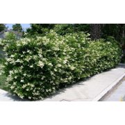 Ligustrum Lucidum Waxleaf 1 Extra Large 3 Gallon Plant Lustrous Garden Shrub Ideal for Privacy & Hedges Durable Outdoor Greenery