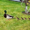 thumbnail image 5 of Acrylic Ducks Yard Sign Lawn Stakes Party Animal Stakes Decor Outdoor Garden, 5 of 7
