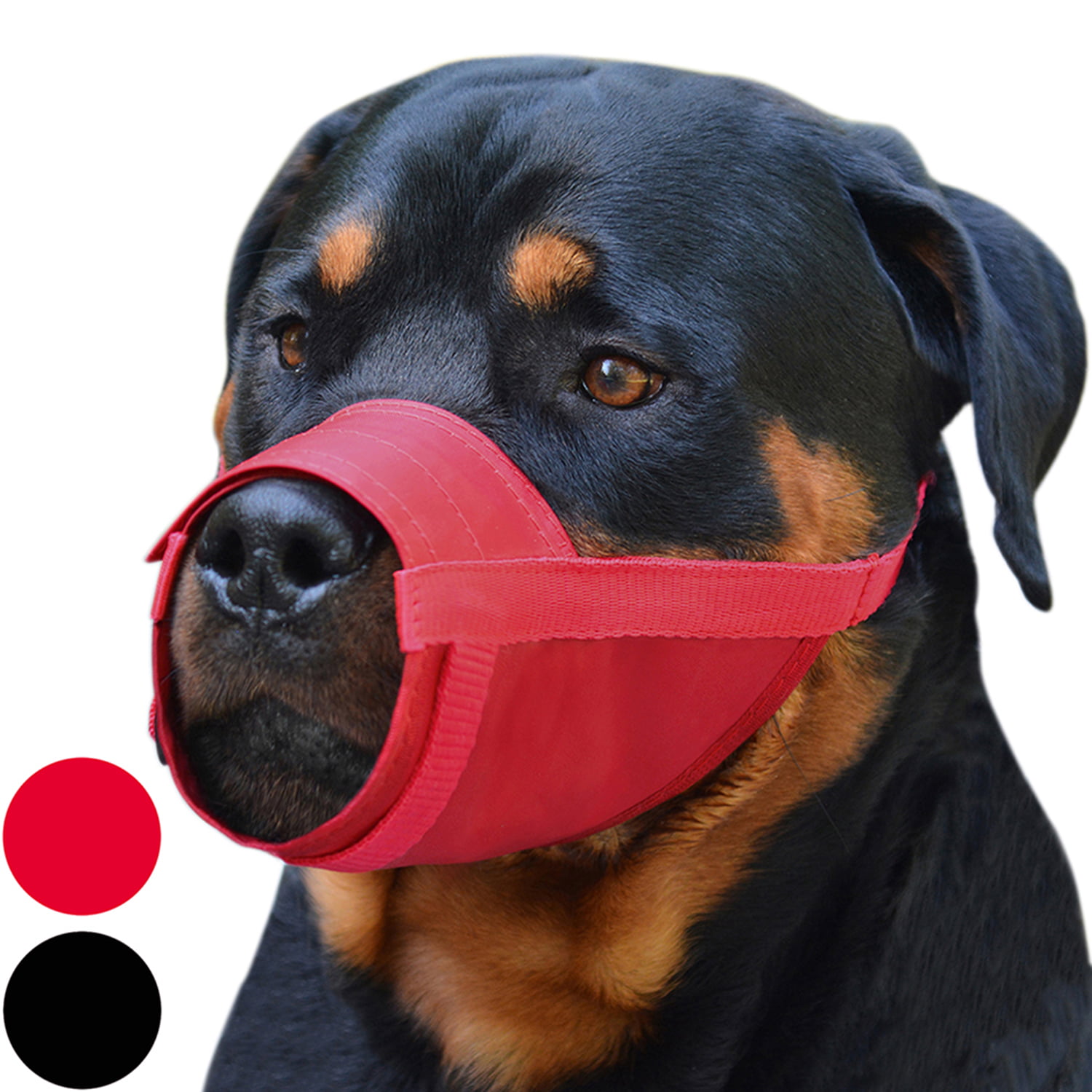 dogs muzzle red