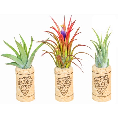 Handmade Wine Cork Magnet Air Plant Holder ¬ Assorted Tillandsia Ionantha in Air Plant Hanger - Succulent Hanging Plants Stand - Planter for Home and Garden Decor (Pack of 50)