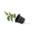 thumbnail image 2 of AMERTEER RÉSEAU DE PLANTATION 100Pcs Slotted Planting Cups Mesh Pot Net Panier Hydroponique Aéroponique Conteneur, 2 of 6