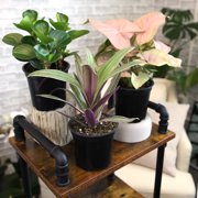 Element Live Houseplants Variety Pack, 4.25in Grower Pots, Easy Care (3 Count)
