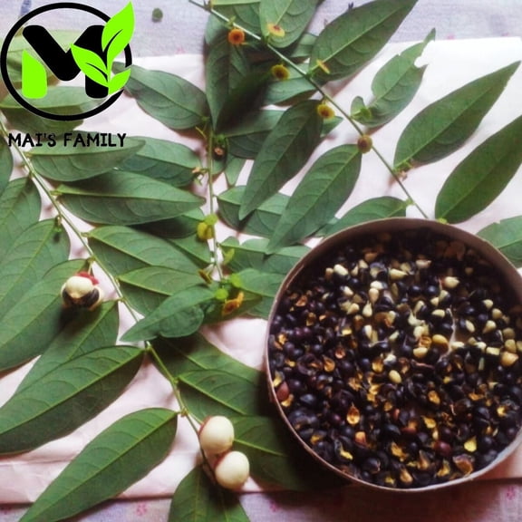 200 Star Gooseberry Leaves Plant Seeds, Rau Bo Ngot by Mai's Family