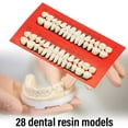 thumbnail image 2 of Realistic Dental Oral Material Teaching Mold (28 Teeth) | High-Quality Acrylic Resin Model for Denture Fabrication & Student Training, 2 of 8