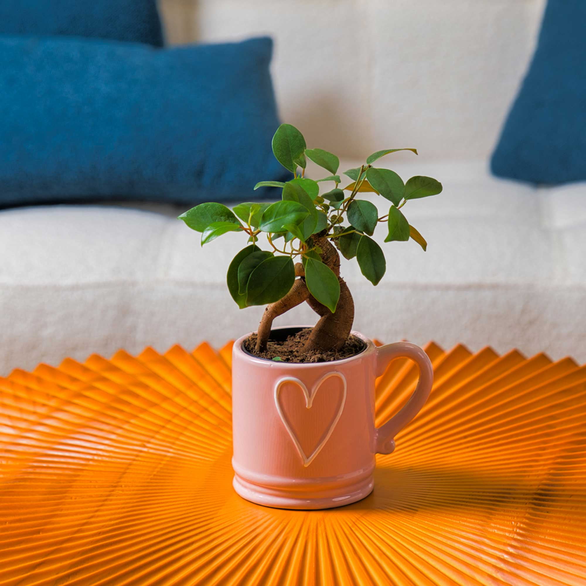 Costa Farms 10" Tall Mini Bonsai Grower's Choice, Bright Indirect Sunlight, Indoor Live House Plants