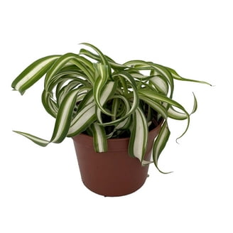 Gold Lucky Bamboo Plant - Dracaena sanderiana - 4" Pot - Walmart.com