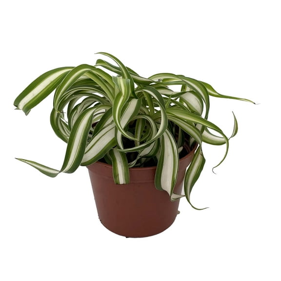 Bonnie Curly Spider Plant - Clean Air Plant - 2.5" Pot